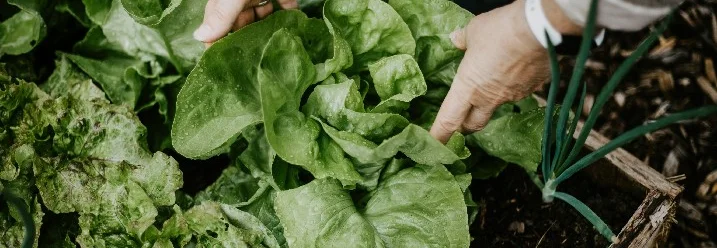 Hände ernten Salat im Beet
